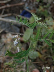 Vicia cracca