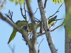 Myiopsitta monachus
