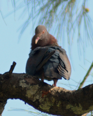 Patagioenas flavirostris
