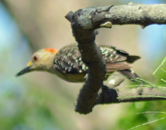 Melanerpes aurifrons