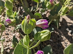 Mirabilis multiflora glandulosa