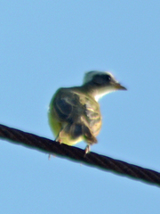 Myiozetetes similis