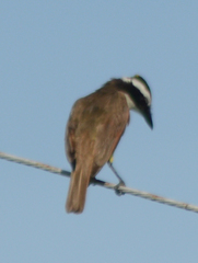 Pitangus sulphuratus