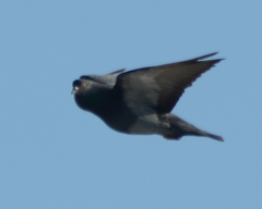 Columba livia