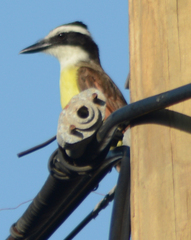 Pitangus sulphuratus