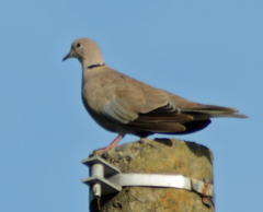 Streptopelia decaocto