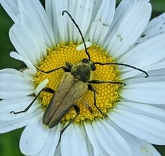 Lepturobosca chrysocoma