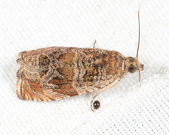 Olethreutes baccatanum