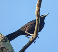 Quiscalus mexicanus