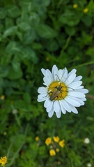 Lepturobosca chrysocoma