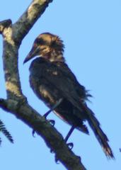 Quiscalus mexicanus