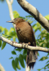 Quiscalus mexicanus