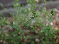 Arenaria serpyllifolia