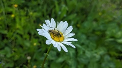 Lepturobosca chrysocoma