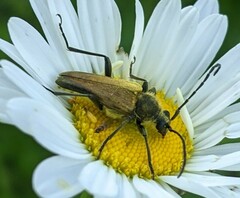 Lepturobosca chrysocoma