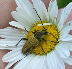 Lepturobosca chrysocoma