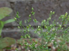 Arenaria serpyllifolia