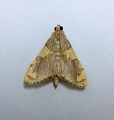 Rehimena