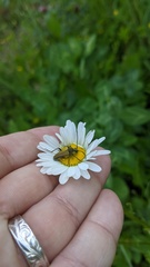 Lepturobosca chrysocoma