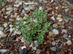 Arenaria serpyllifolia