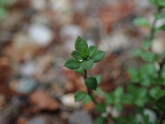 Arenaria serpyllifolia