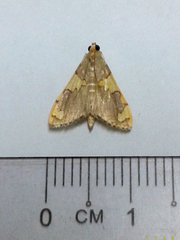 Rehimena