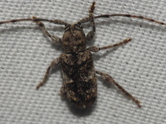 Ecyrus