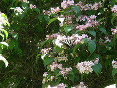 Papilio eurymedon
