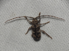 Ecyrus