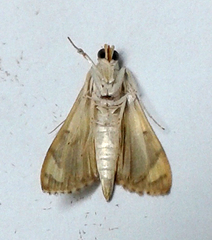 Rehimena