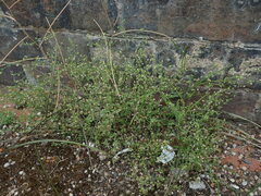 Arenaria serpyllifolia