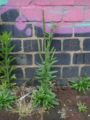 Reseda luteola