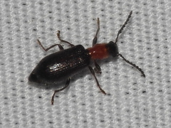 Cymatoderella collaris