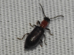 Cymatoderella collaris