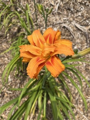 Hemerocallis fulva kwanso