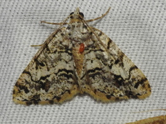 Macaria graphidaria