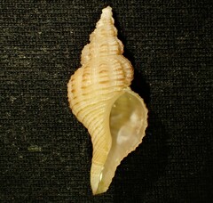 Glaphyrina caudata