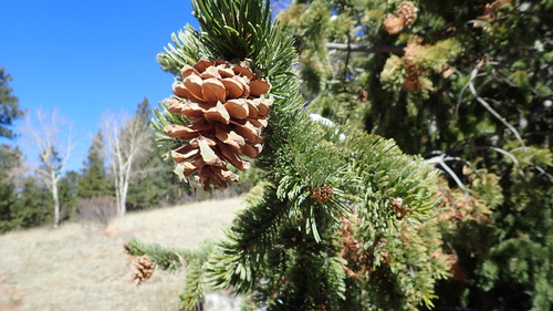 Rocky Mountain bristlecone pine