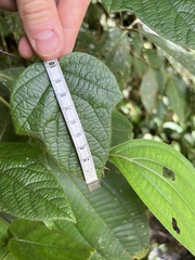 Passiflora menispermifolia