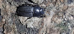 Aegus laevicollis formosae