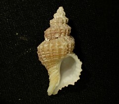 Zeatrophon mortenseni