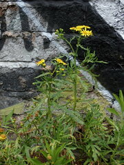Senecio squalidus