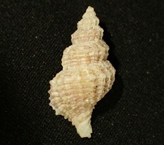 Zeatrophon mortenseni