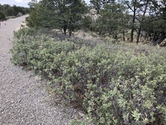 Quercus × undulata