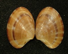 Notocallista multistriata