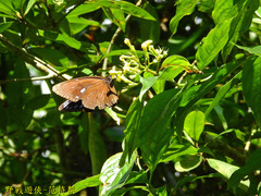Euploea tulliolus koxinga
