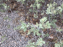 Quercus × undulata