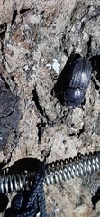 Aegus laevicollis formosae