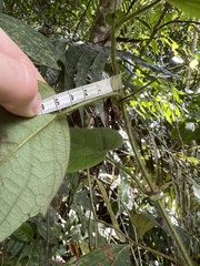 Passiflora menispermifolia