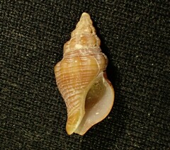 Buccinulum robustum